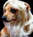 Peruk hund blond 1 (2) NY.jpg